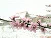منظره باز شکوفه ها دریک فروردین89