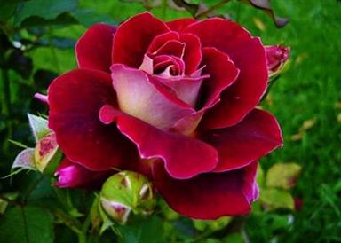 roya rose